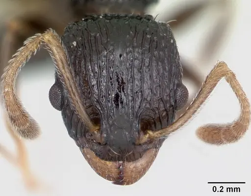Nesomyrmex striatus specimen CASENT0119421 image casent0119421_2