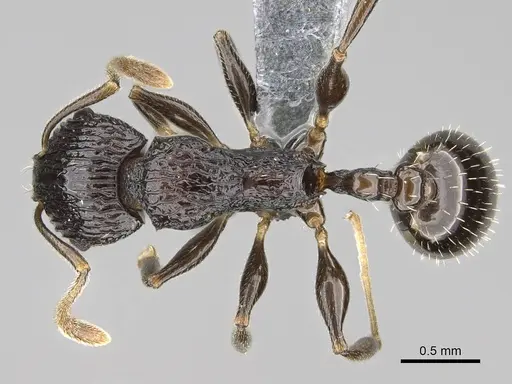 Nesomyrmex striatus specimen CASENT0393121 image casent0393121_1