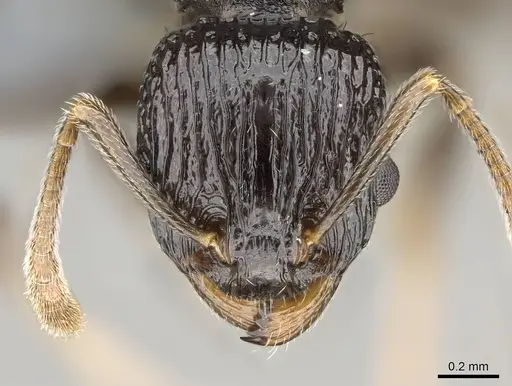 Nesomyrmex striatus specimen CASENT0393121 image casent0393121_2