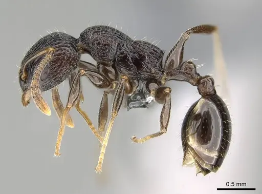 Nesomyrmex striatus specimen CASENT0393121 image casent0393121_3