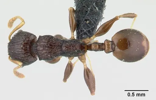 Nesomyrmex striatus specimen CASENT0447218 image casent0447218_1