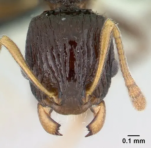 Nesomyrmex striatus specimen CASENT0447218 image casent0447218_2