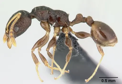 Nesomyrmex striatus specimen CASENT0447218 image casent0447218_3