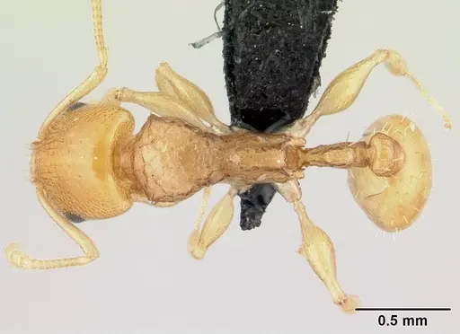 Nesomyrmex tamatavensis specimen CASENT0065056 image casent0065056_1