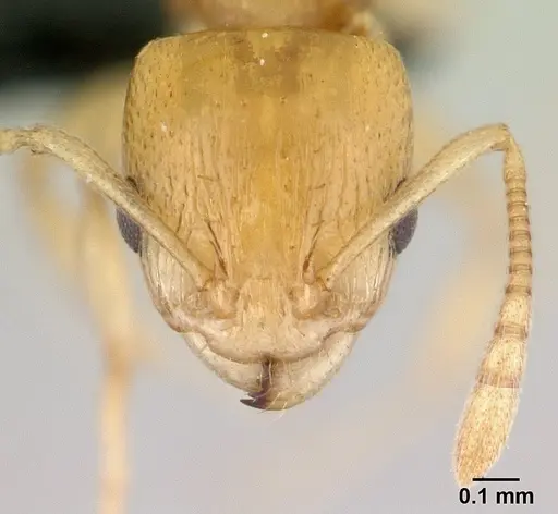Nesomyrmex tamatavensis specimen CASENT0065056 image casent0065056_2