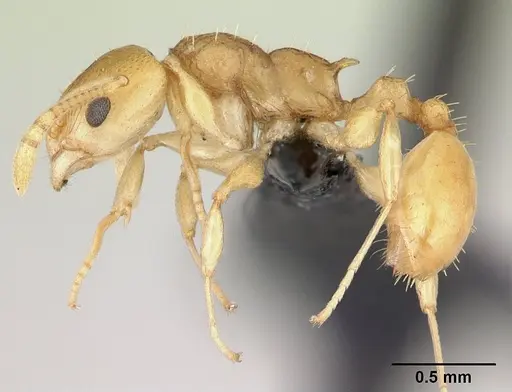 Nesomyrmex tamatavensis specimen CASENT0065056 image casent0065056_3
