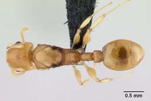 Nesomyrmex tamatavensis specimen CASENT0179477 image casent0179477_1