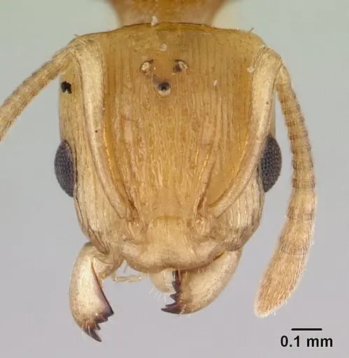 Nesomyrmex tamatavensis specimen CASENT0179477 image casent0179477_2