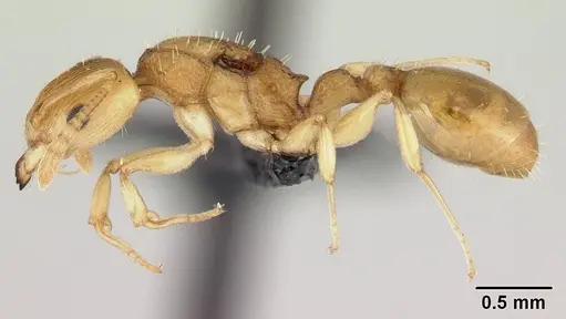 Nesomyrmex tamatavensis specimen CASENT0179477 image casent0179477_3