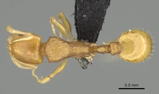 Nesomyrmex tamatavensis specimen CASENT0496292 image casent0496292_1