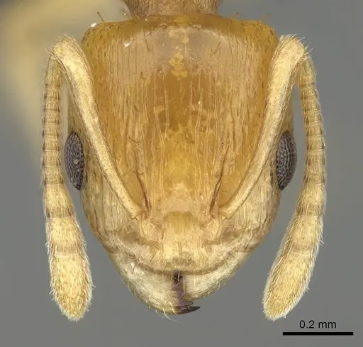 Nesomyrmex tamatavensis specimen CASENT0496292 image casent0496292_2