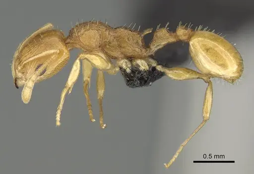 Nesomyrmex tamatavensis specimen CASENT0496292 image casent0496292_3