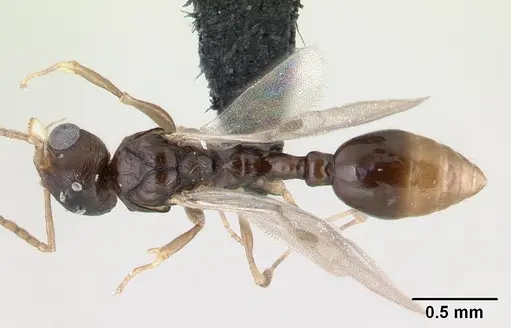Nesomyrmex tamatavensis specimen CASENT0496295 image casent0496295_1