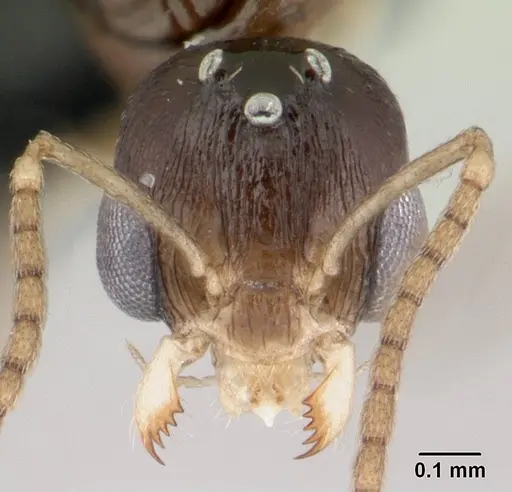 Nesomyrmex tamatavensis specimen CASENT0496295 image casent0496295_2