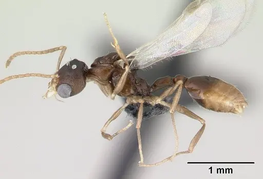 Nesomyrmex tamatavensis specimen CASENT0496295 image casent0496295_3