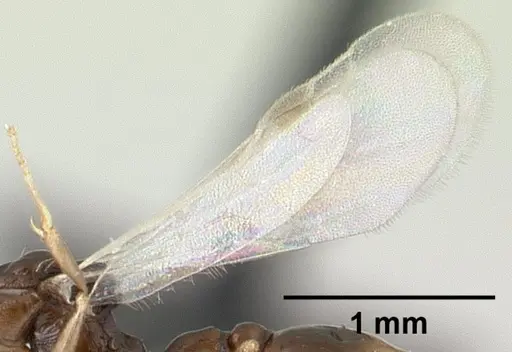 Nesomyrmex tamatavensis specimen CASENT0496295 image casent0496295_4