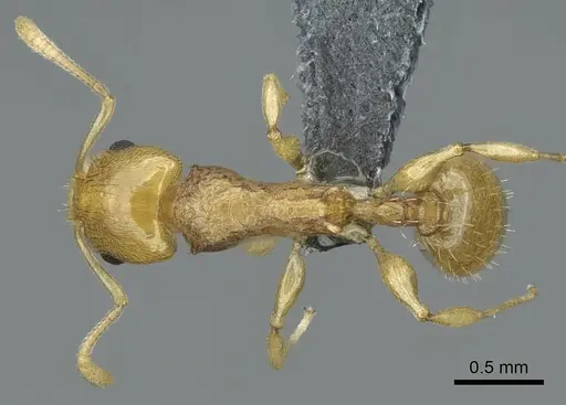 Nesomyrmex tamatavensis specimen CASENT0840866 image casent0840866_1