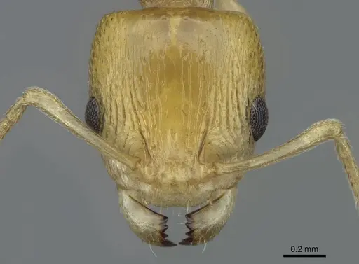 Nesomyrmex tamatavensis specimen CASENT0840866 image casent0840866_2