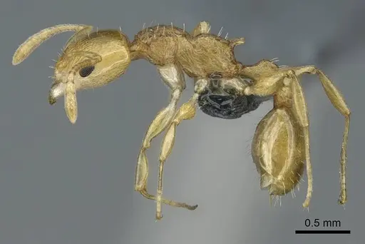 Nesomyrmex tamatavensis specimen CASENT0840866 image casent0840866_3