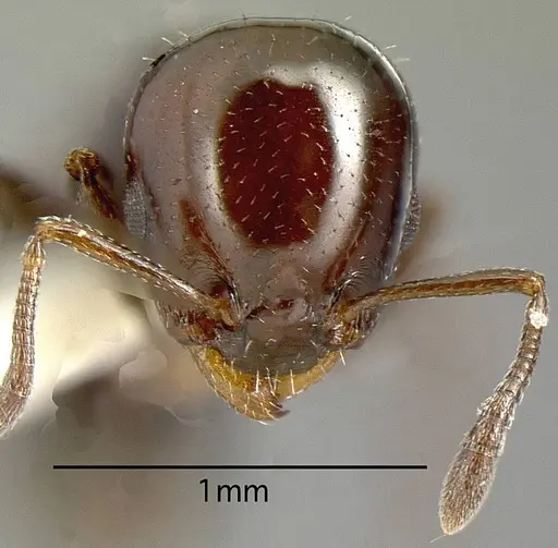 Nesomyrmex tonsuratus specimen CASENT0636537 image casent0636537_1