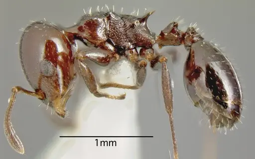 Nesomyrmex tonsuratus specimen CASENT0636537 image casent0636537_2