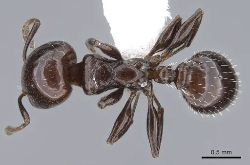 Nesomyrmex tonsuratus specimen CASENT0914999 image casent0914999_1
