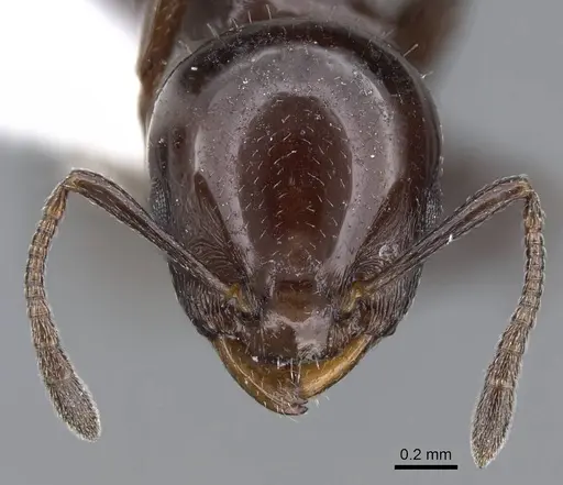 Nesomyrmex tonsuratus specimen CASENT0914999 image casent0914999_2