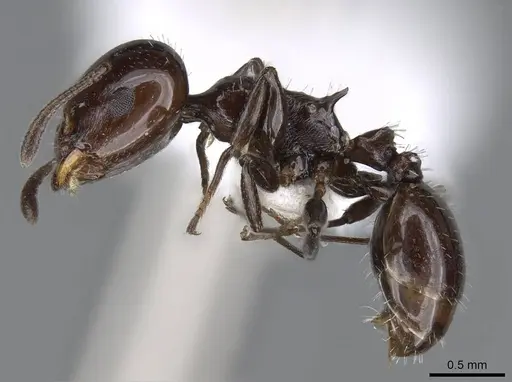 Nesomyrmex tonsuratus specimen CASENT0914999 image casent0914999_3