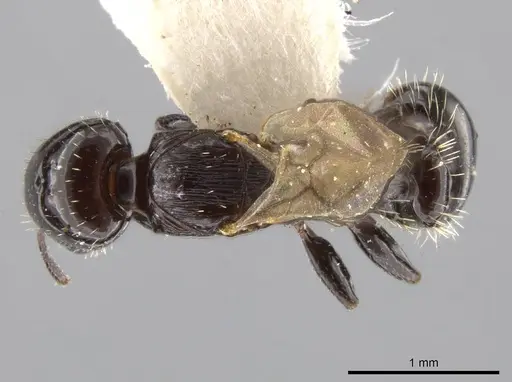 Nesomyrmex tonsuratus specimen INBIOCRI001800846 image inbiocri001800846_1