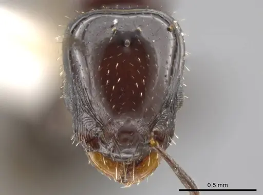 Nesomyrmex tonsuratus specimen INBIOCRI001800846 image inbiocri001800846_2