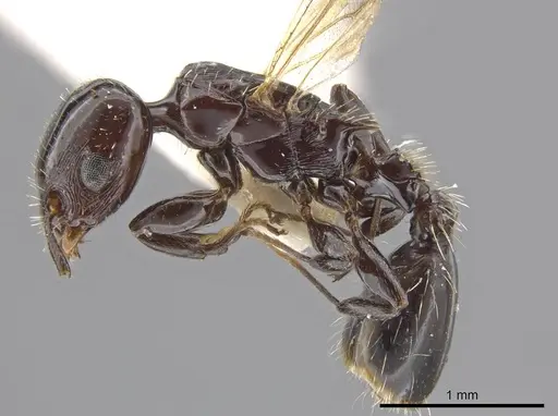 Nesomyrmex tonsuratus specimen INBIOCRI001800846 image inbiocri001800846_3