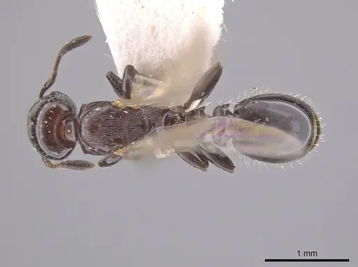 Nesomyrmex tonsuratus specimen INBIOCRI001800852 image inbiocri001800852_1