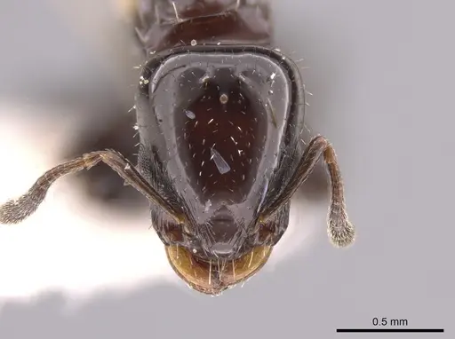 Nesomyrmex tonsuratus specimen INBIOCRI001800852 image inbiocri001800852_2