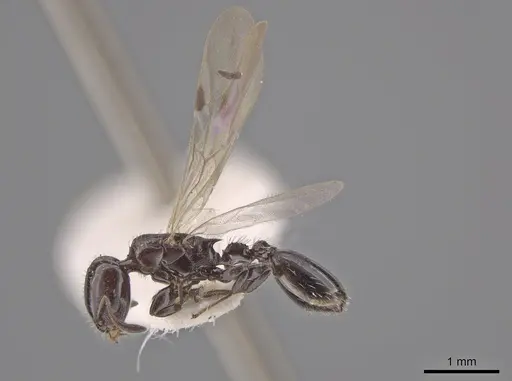 Nesomyrmex tonsuratus specimen INBIOCRI001800852 image inbiocri001800852_3
