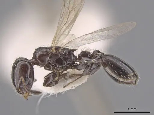Nesomyrmex tonsuratus specimen INBIOCRI001800852 image inbiocri001800852_4