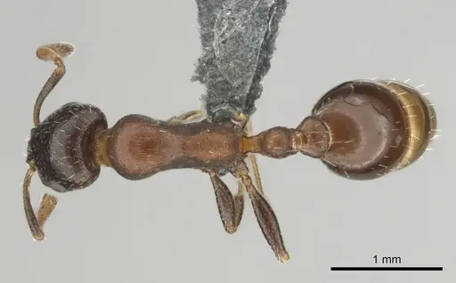 Nesomyrmex vannoorti specimen CASENT0257342 image casent0257342_1