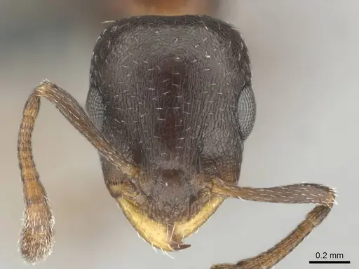 Nesomyrmex vannoorti specimen CASENT0257342 image casent0257342_2