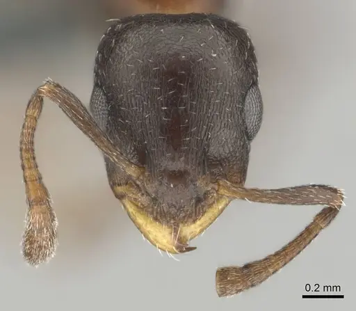 Nesomyrmex vannoorti specimen CASENT0257342 image casent0257342_3