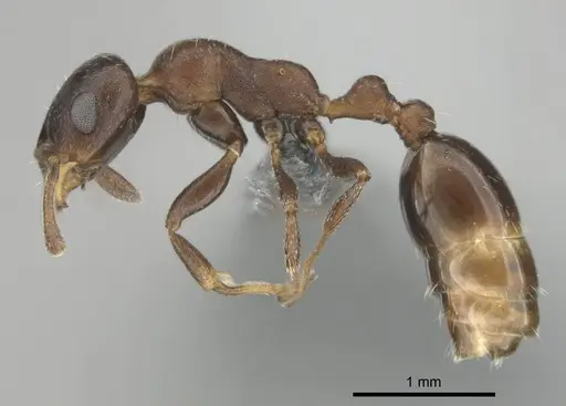 Nesomyrmex vannoorti specimen CASENT0257342 image casent0257342_4