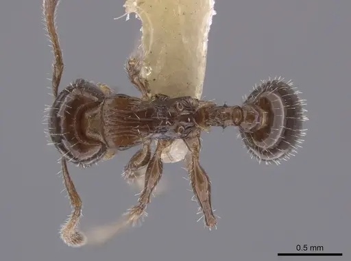 Nesomyrmex vargasi specimen CASENT0653706 image casent0653706_1