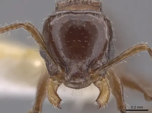 Nesomyrmex vargasi specimen CASENT0653706 image casent0653706_2