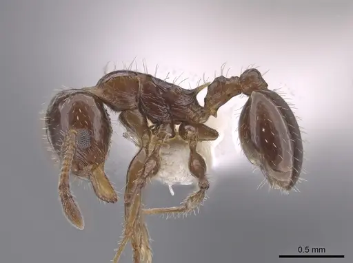 Nesomyrmex vargasi specimen CASENT0653706 image casent0653706_3