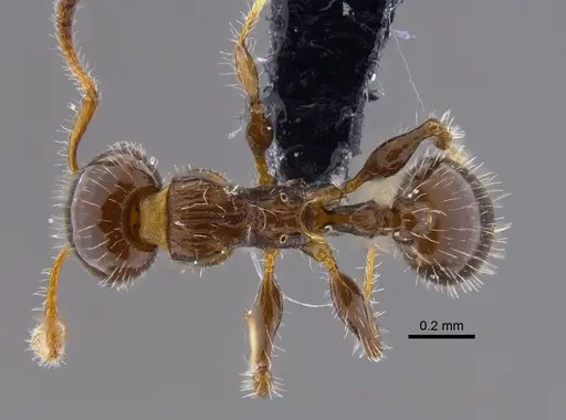 Nesomyrmex vargasi specimen CBUMAGENT41907 image cbumagent41907_1