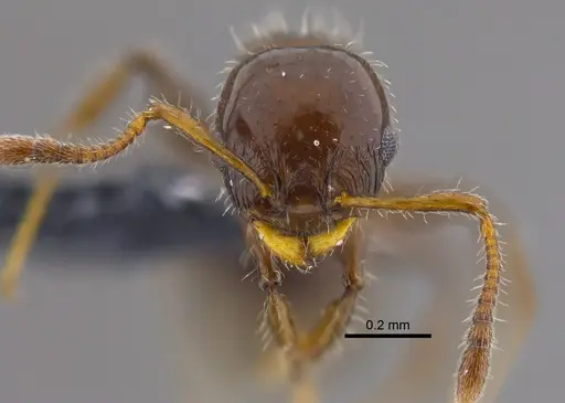 Nesomyrmex vargasi specimen CBUMAGENT41907 image cbumagent41907_2
