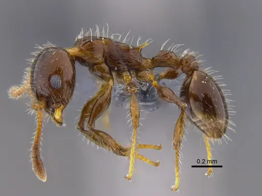 Nesomyrmex vargasi specimen CBUMAGENT41907 image cbumagent41907_3