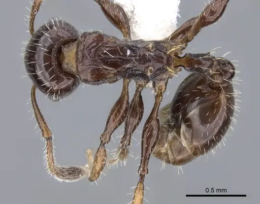 Nesomyrmex vargasi specimen JTLC000008517 image jtlc000008517_1