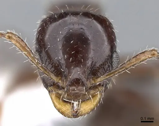 Nesomyrmex vargasi specimen JTLC000008517 image jtlc000008517_2