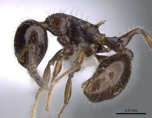 Nesomyrmex vargasi specimen JTLC000008517 image jtlc000008517_3