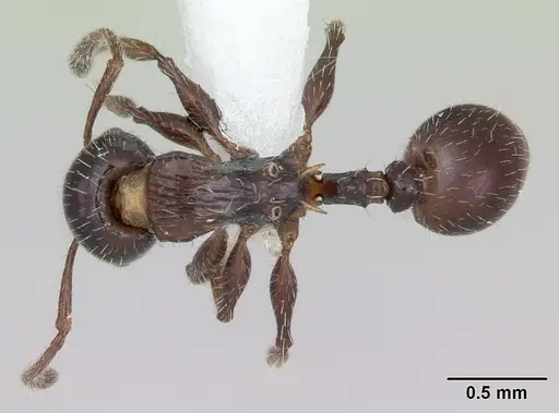 Nesomyrmex vargasi specimen JTLC000008518 image jtlc000008518_1