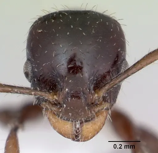 Nesomyrmex vargasi specimen JTLC000008518 image jtlc000008518_2
